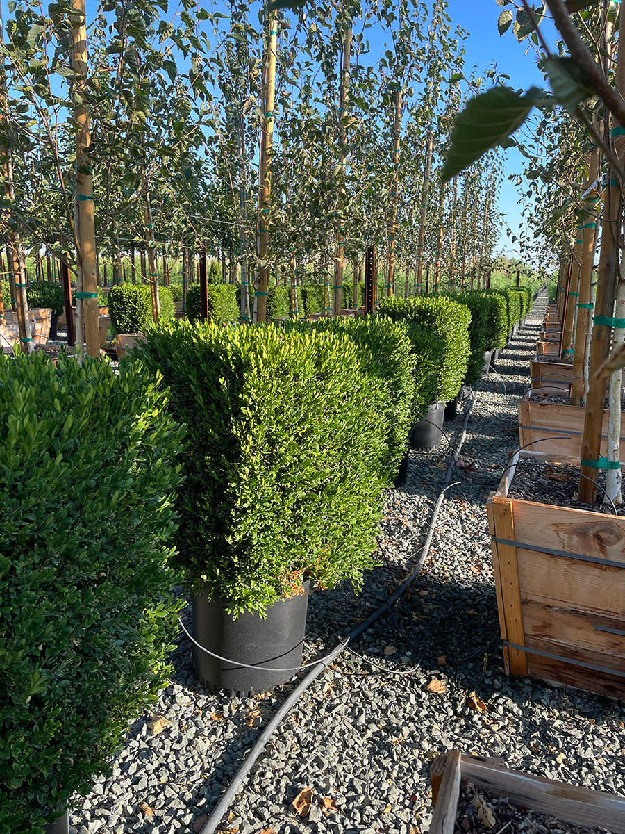 Green Gem Boxwood - Buxus 'Green Gem'