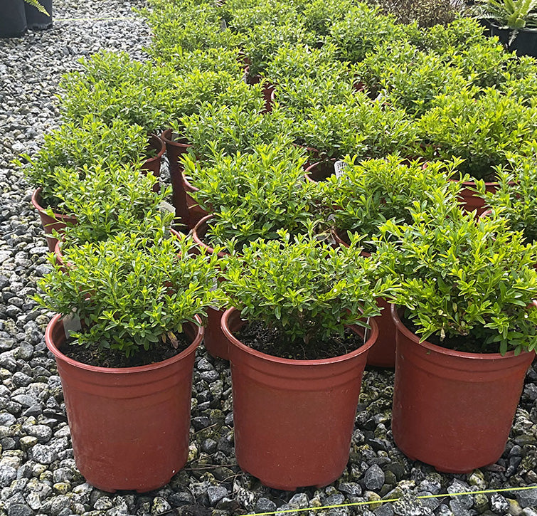 Candy Corn Plant - Cuphea micropetala (Orange/Yellow)