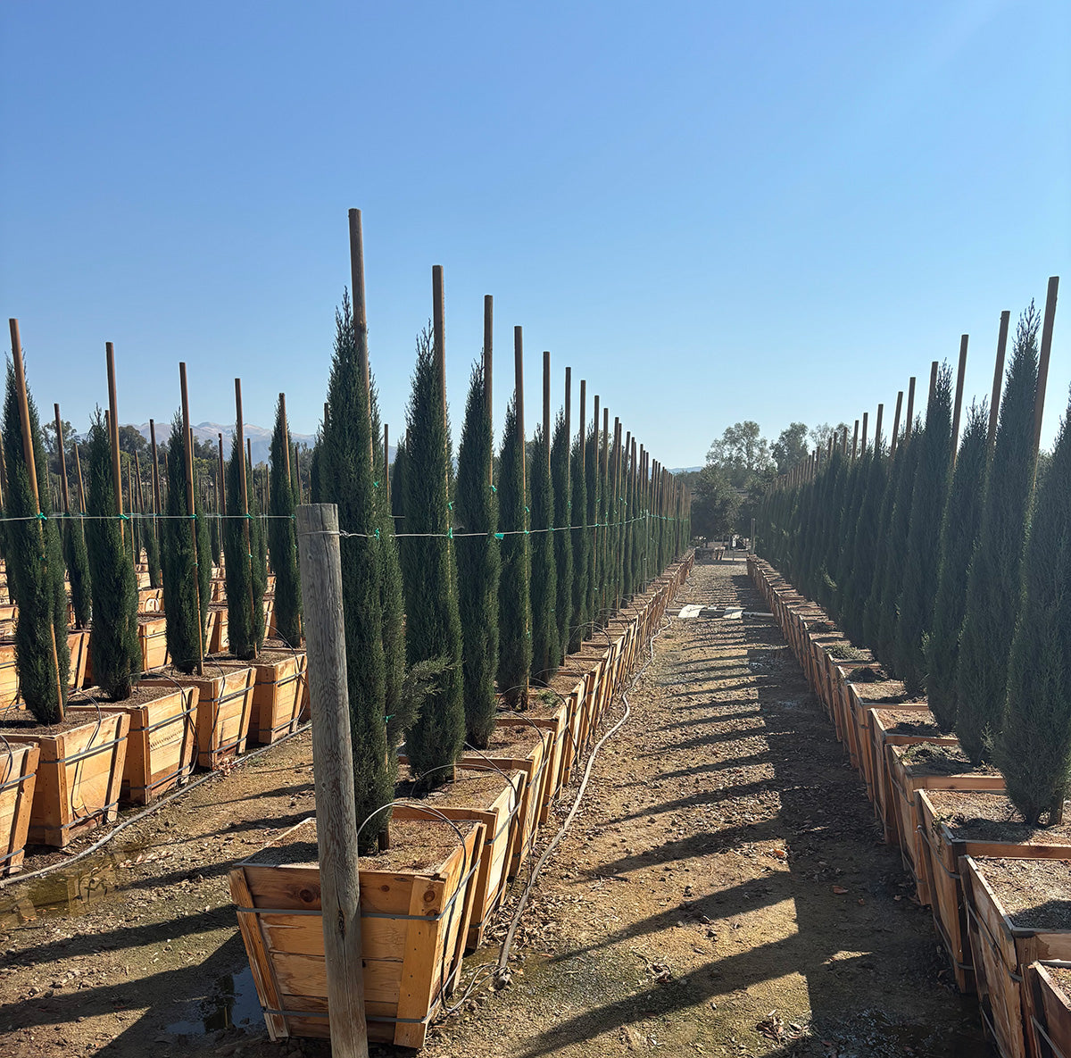 Dwarf Italian Cypress (Tiny Tower Italian Cypress)