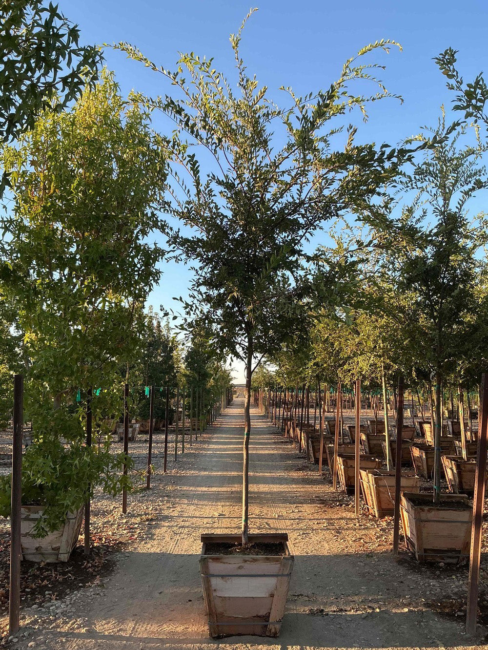 Ulmus Propinqua Emerald Sunshine (Emerald Sunshine Elm)