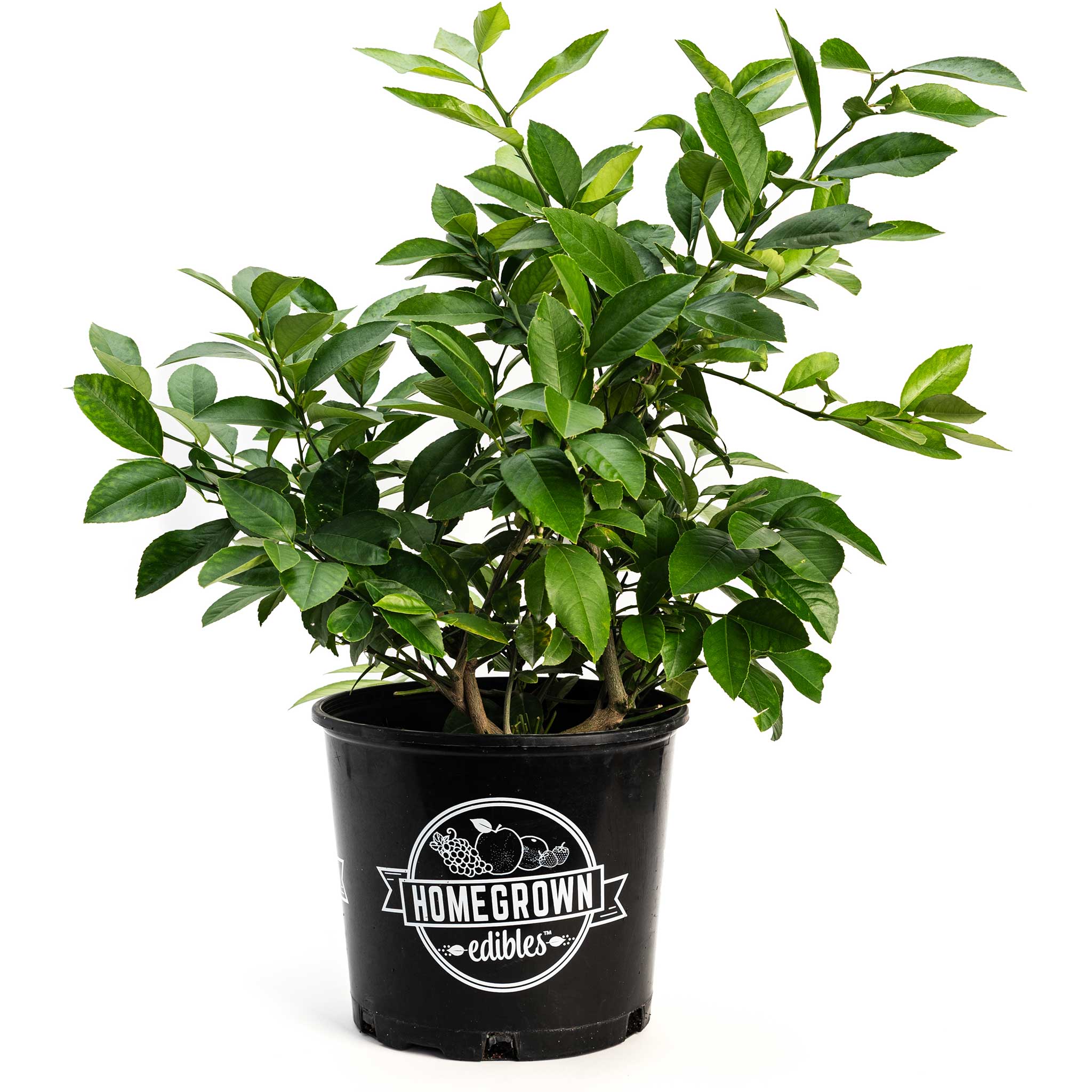 Lemon Trees For Sale | Buy Lemon Trees | Yardwork Nursery