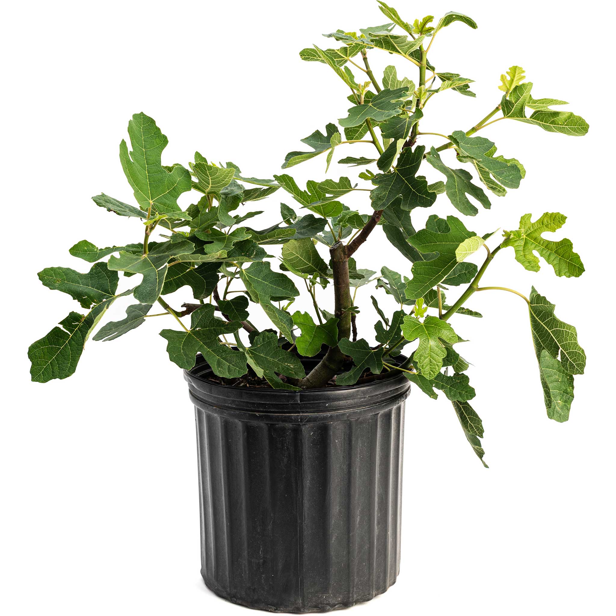Chicago Hardy Fig Tree – Yardwork