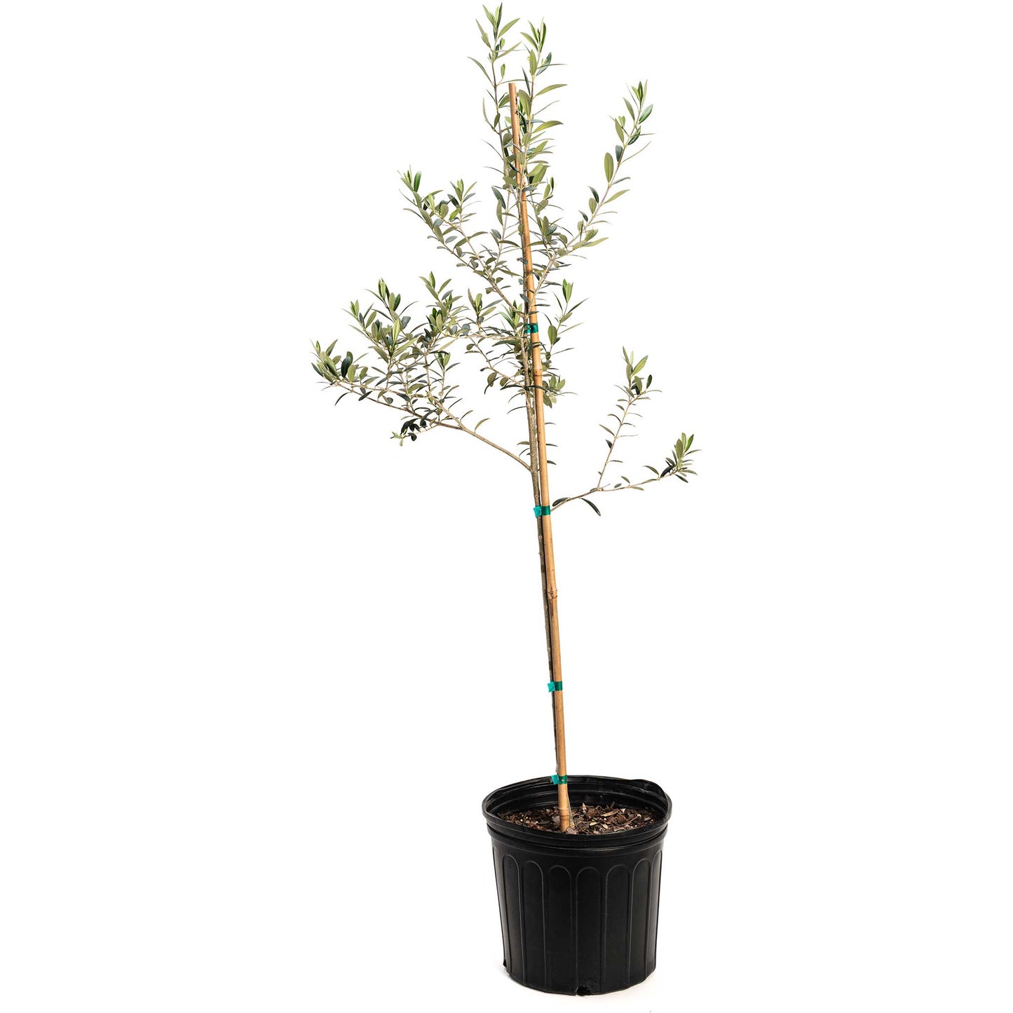 Arbequina Olive Tree For Sale