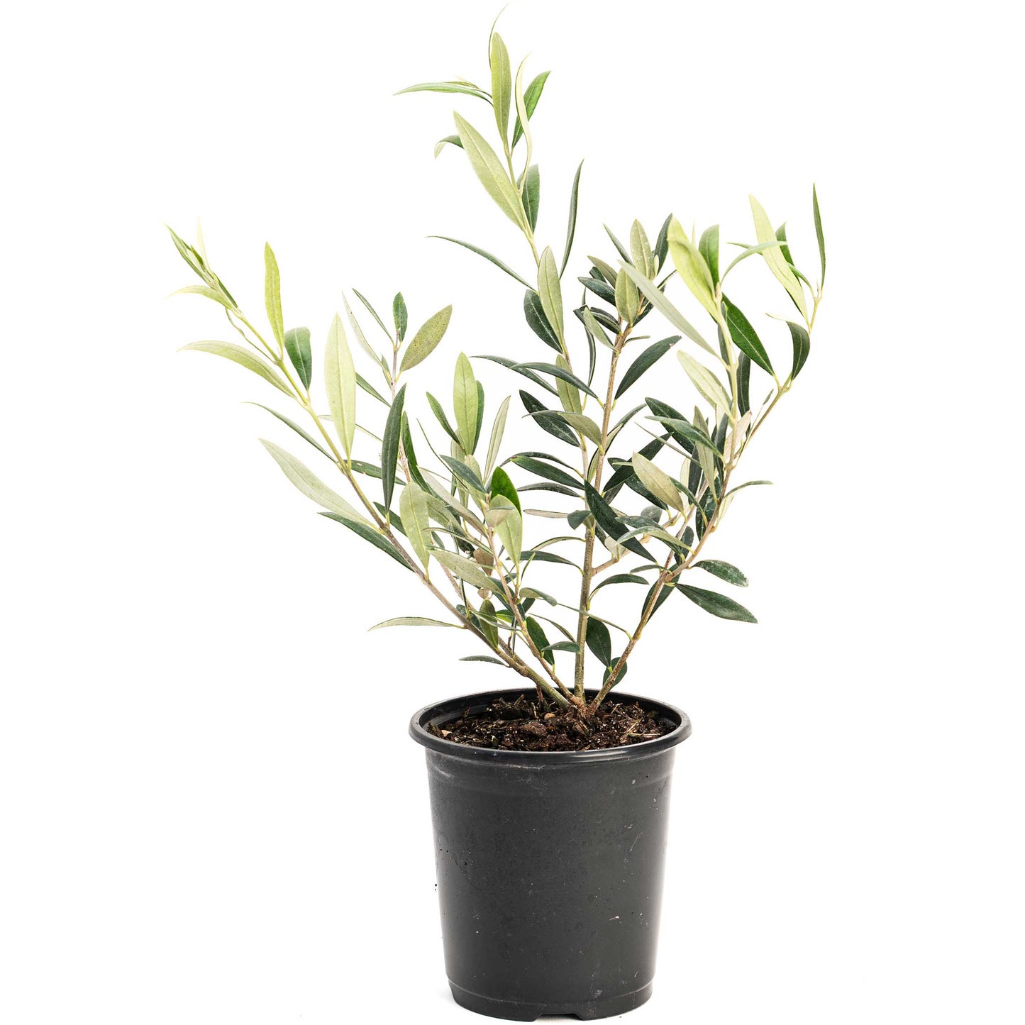 Arbequina Olive Tree For Sale