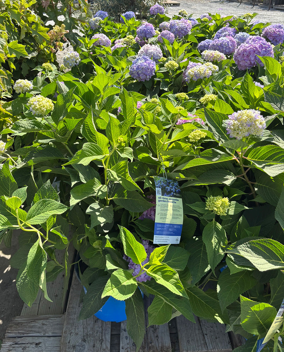 Endless Summer® Hydrangea