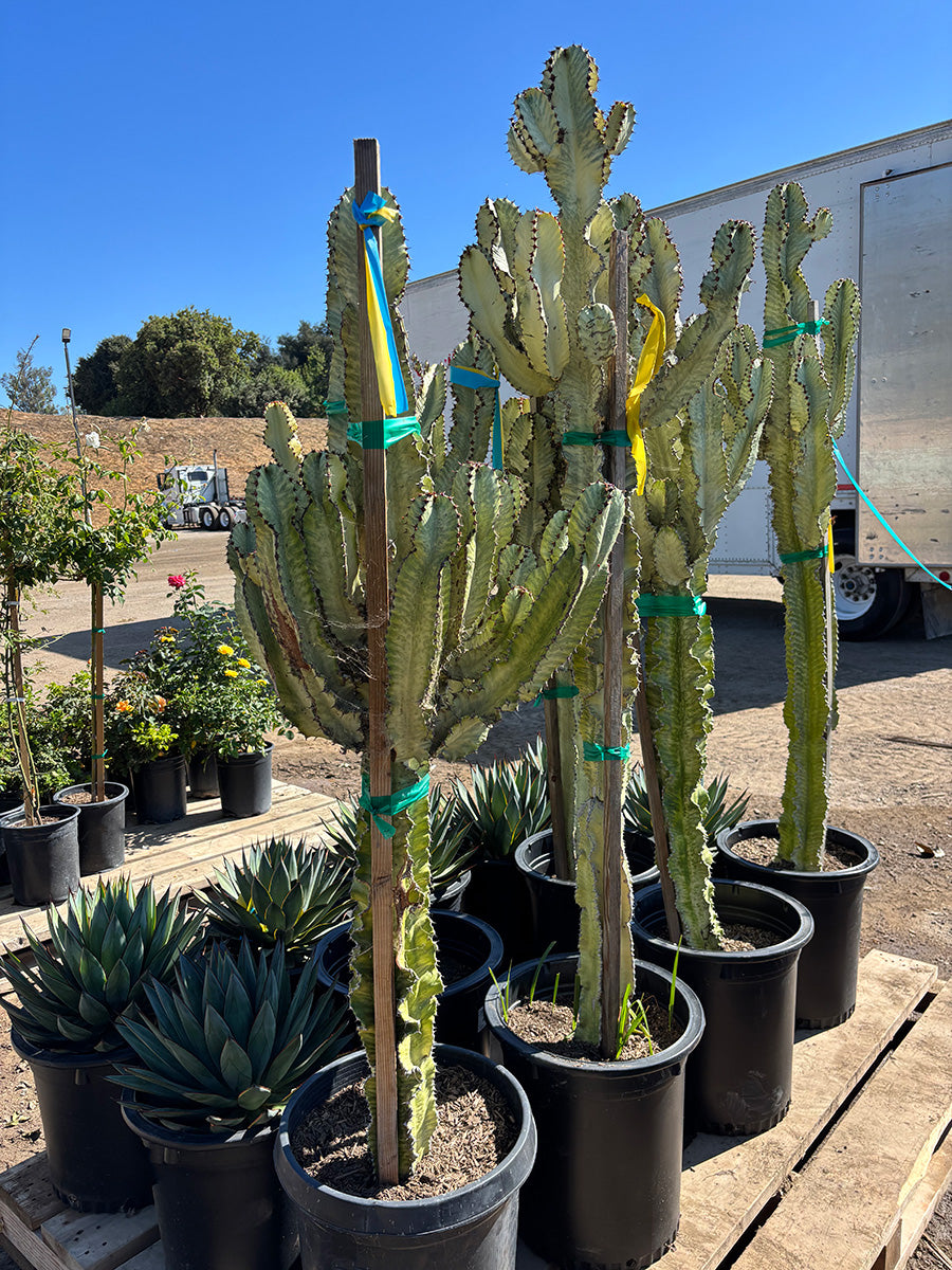 Euphorbia Ammak - Desert Candelabra Spurge