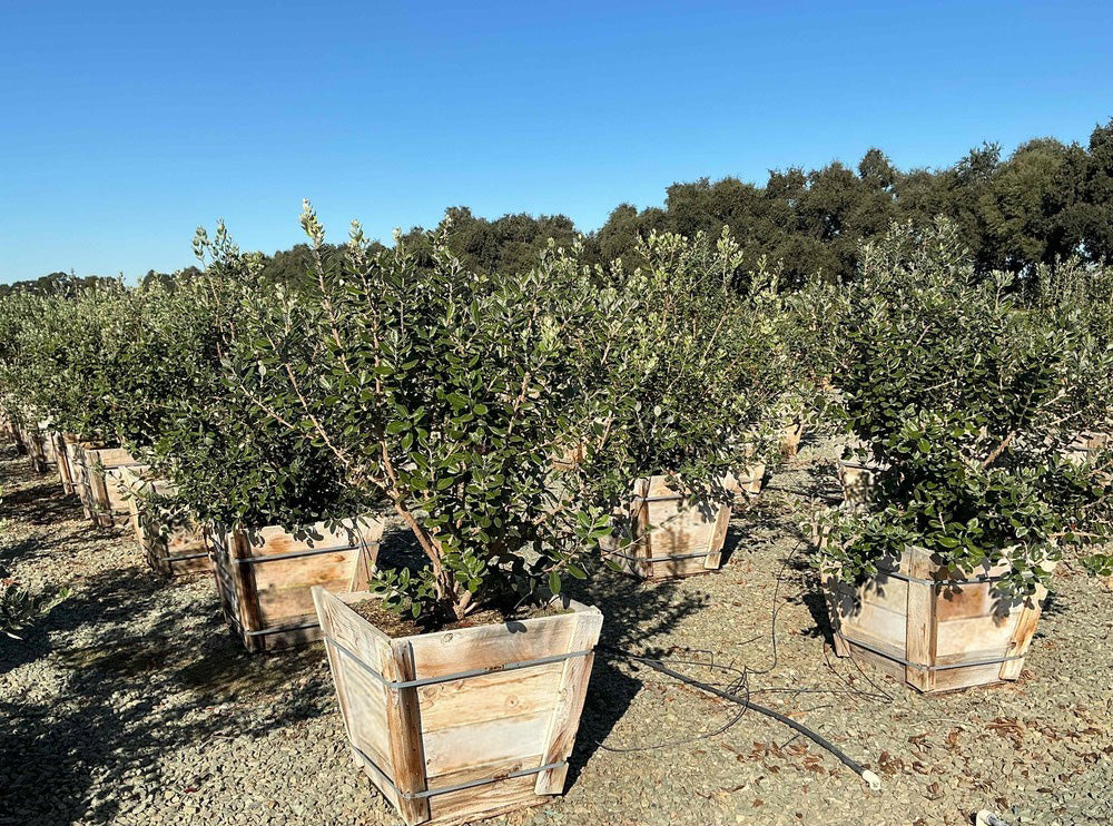 Pineapple Guava Tree