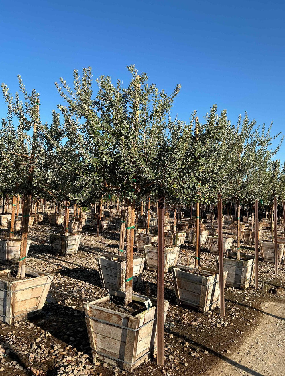 Pineapple Guava Tree