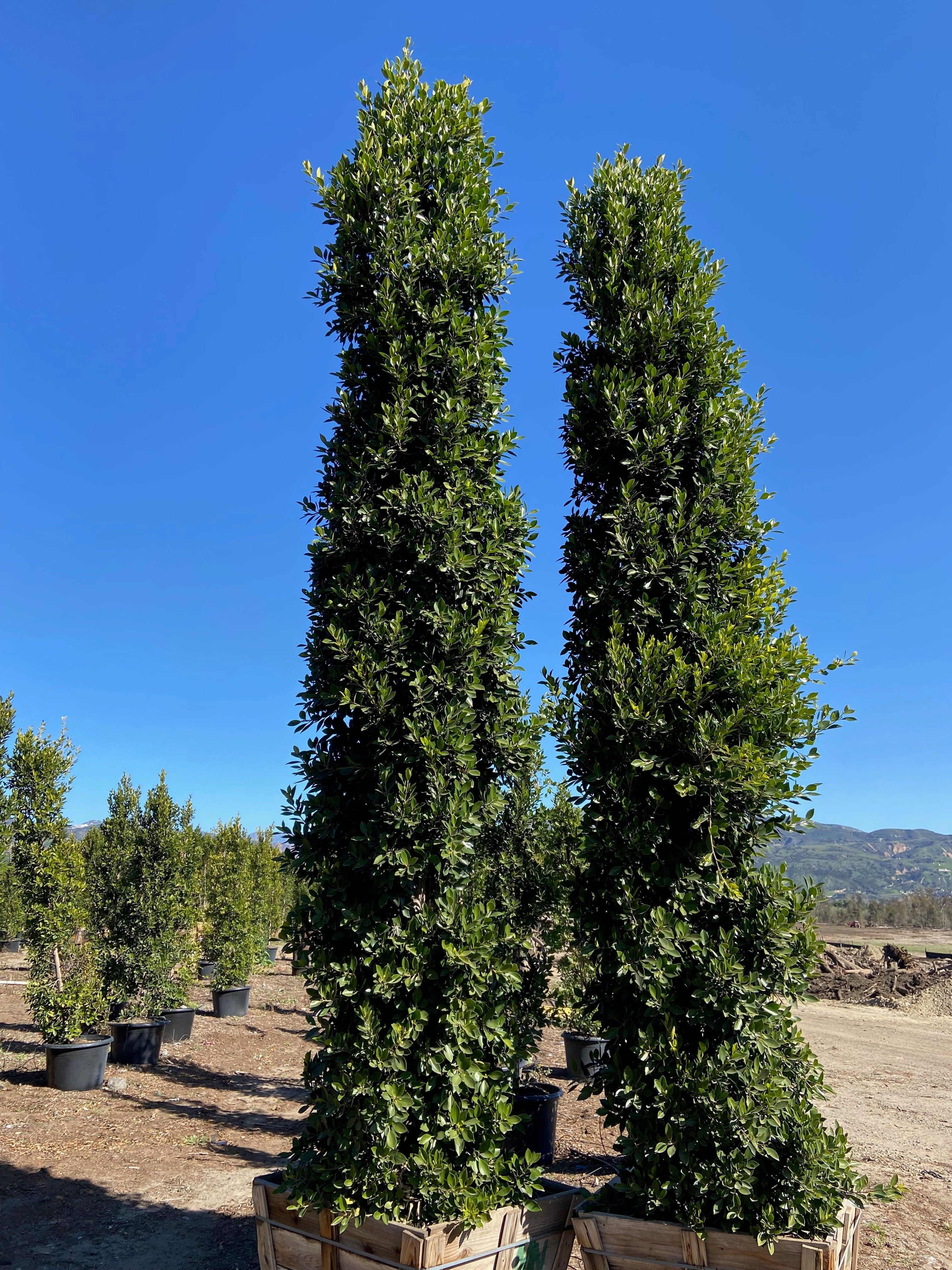 Ficus Nitida (Indian Laurel) Columns For Sale – Yardwork