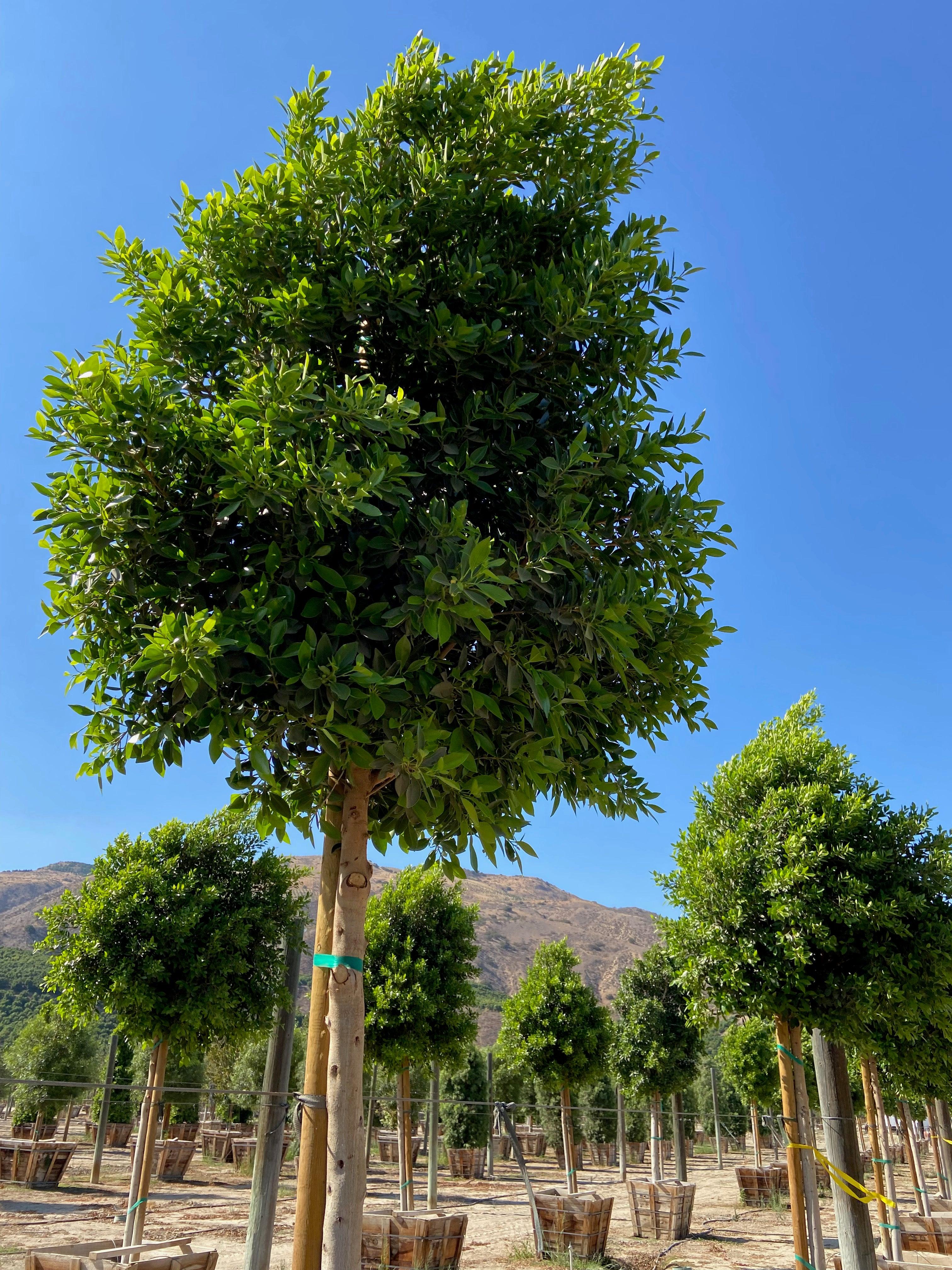 TOCCA ワンピース　LAUREL TREE Ficus Tree - Ficus nitida – Yardwork