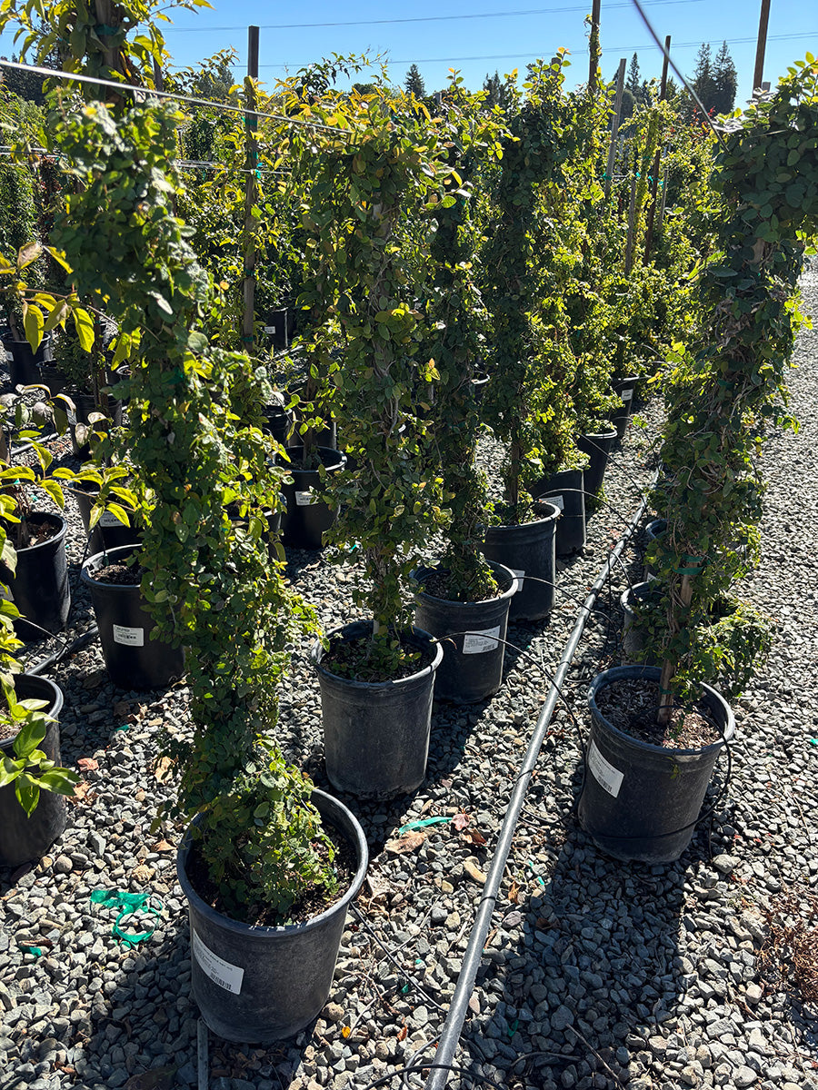 Creeping Fig - Ficus Pumila