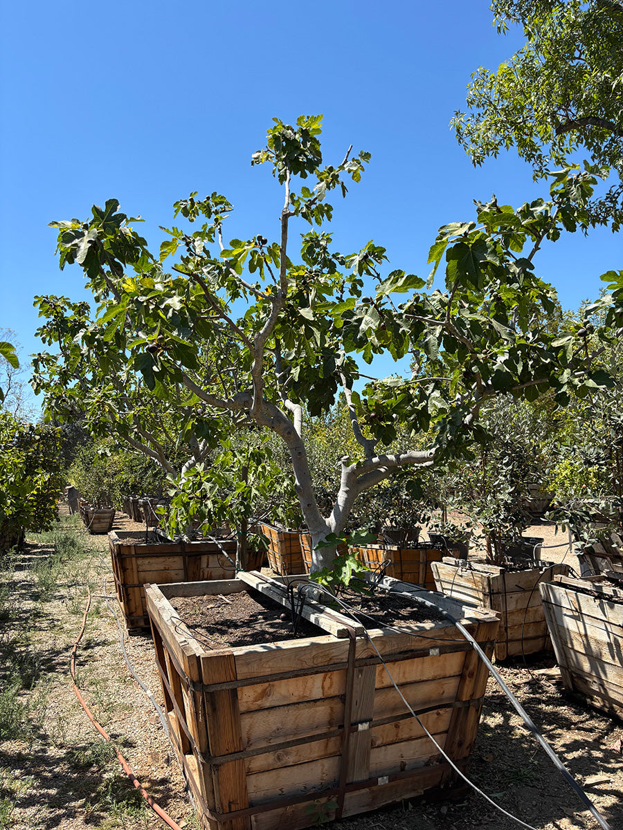 black mission fig tree