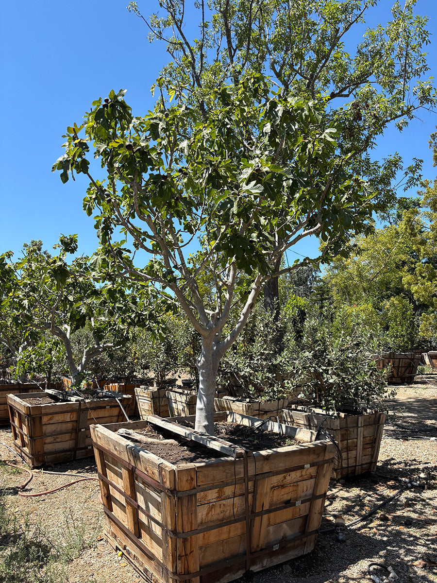 fig tree