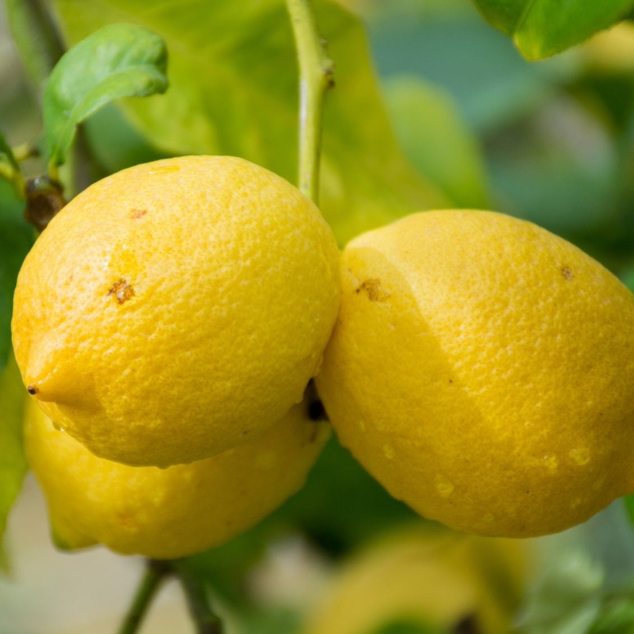 Genoa Lemon Tree – Yardwork