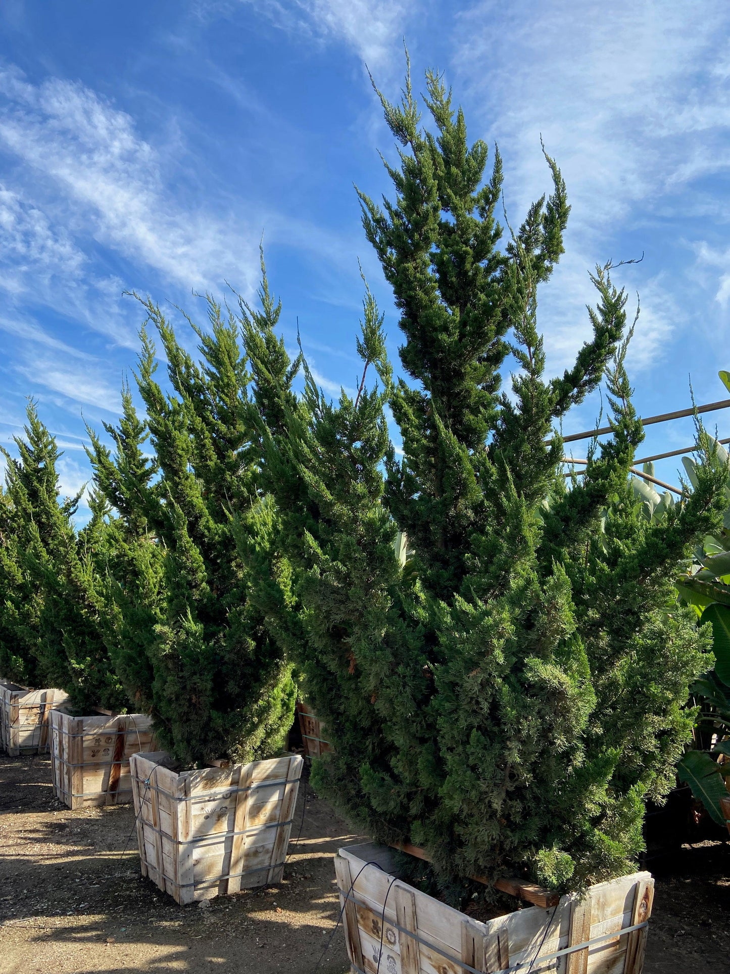 Hollywood Juniper (Juniperus chinensis 'Torulosa')