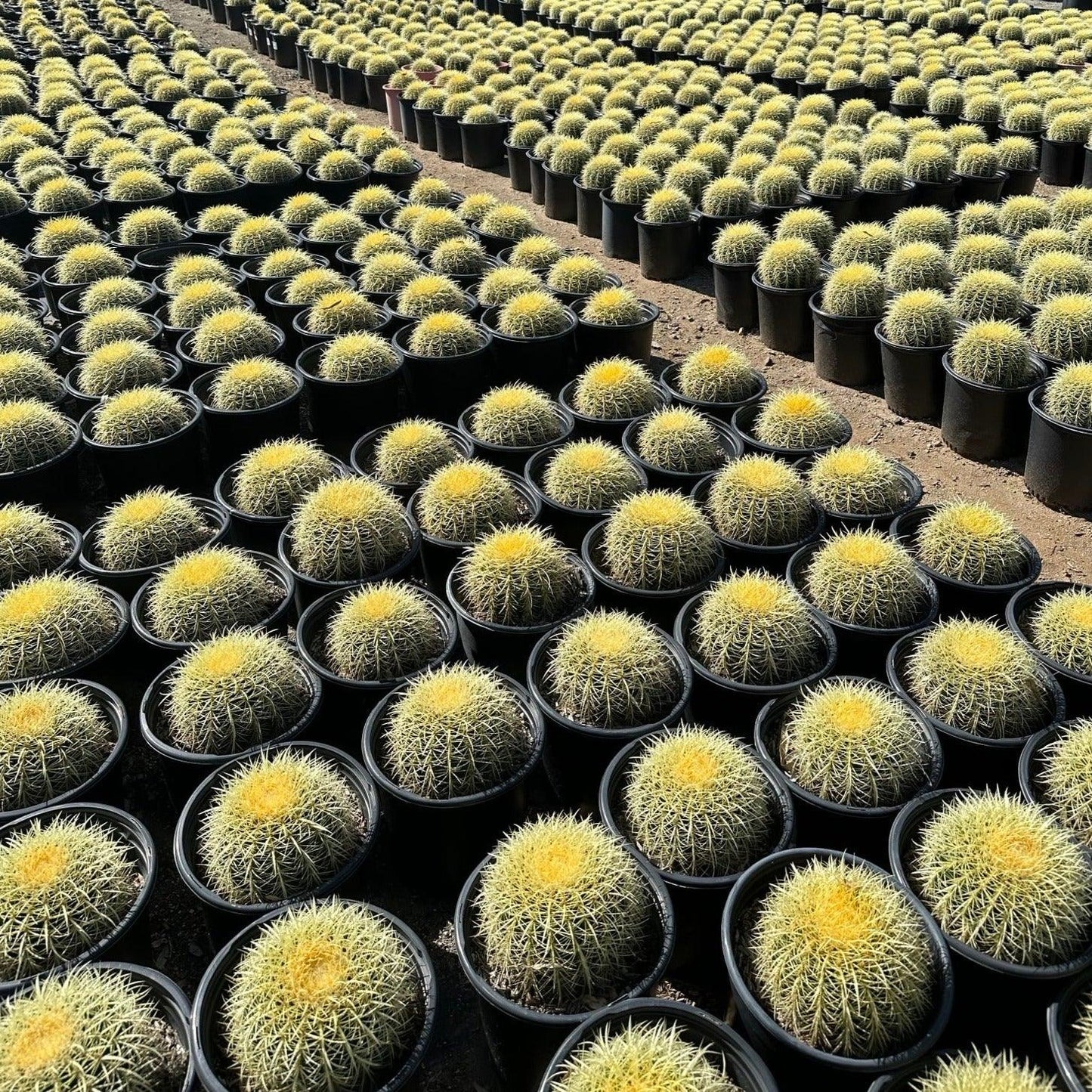 Golden Barrel Cactus - Echinocactus grusonii - Pulled Nursery