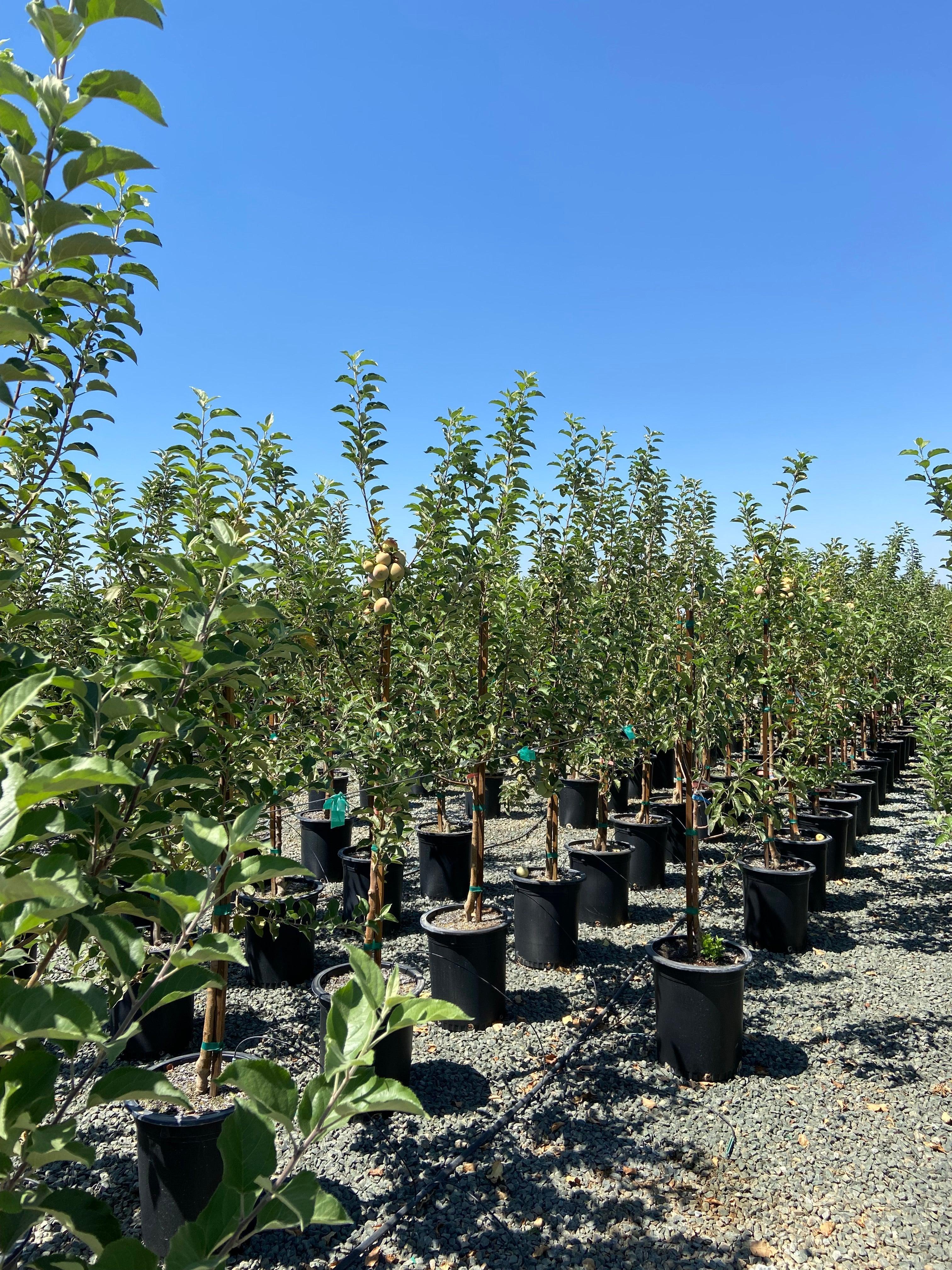 Apple Tree 4-N-1 Multi-Grafted – Yardwork