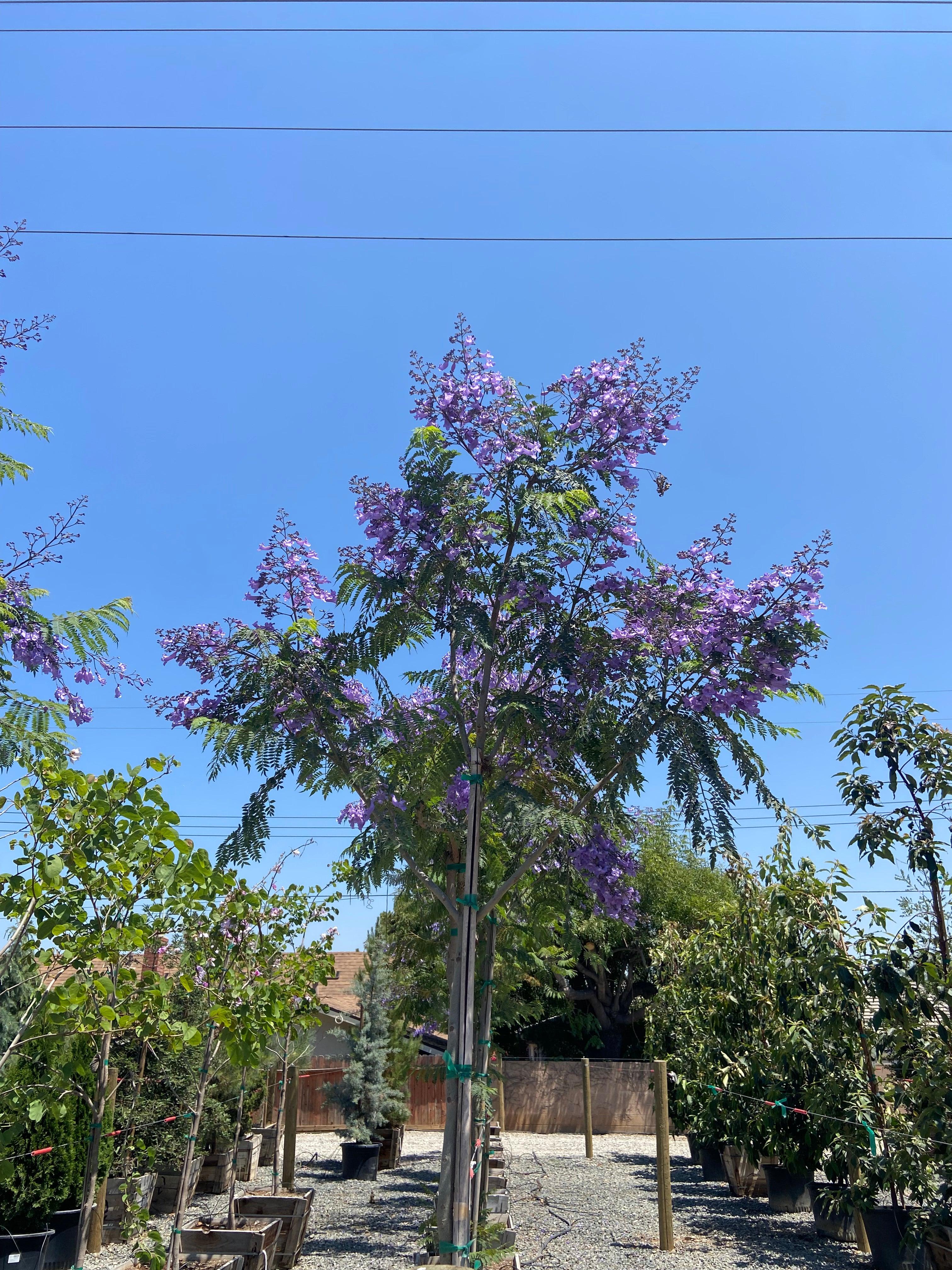 Jacaranda Tree for Sale (Jacaranda mimosifolia) – Yardwork