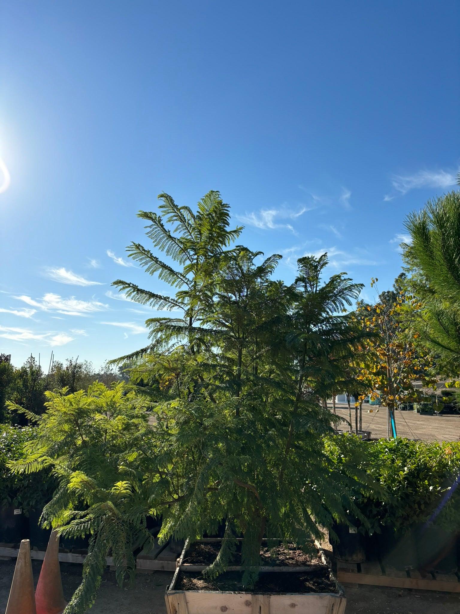 Jacaranda Tree for Sale (Jacaranda mimosifolia) – Yardwork