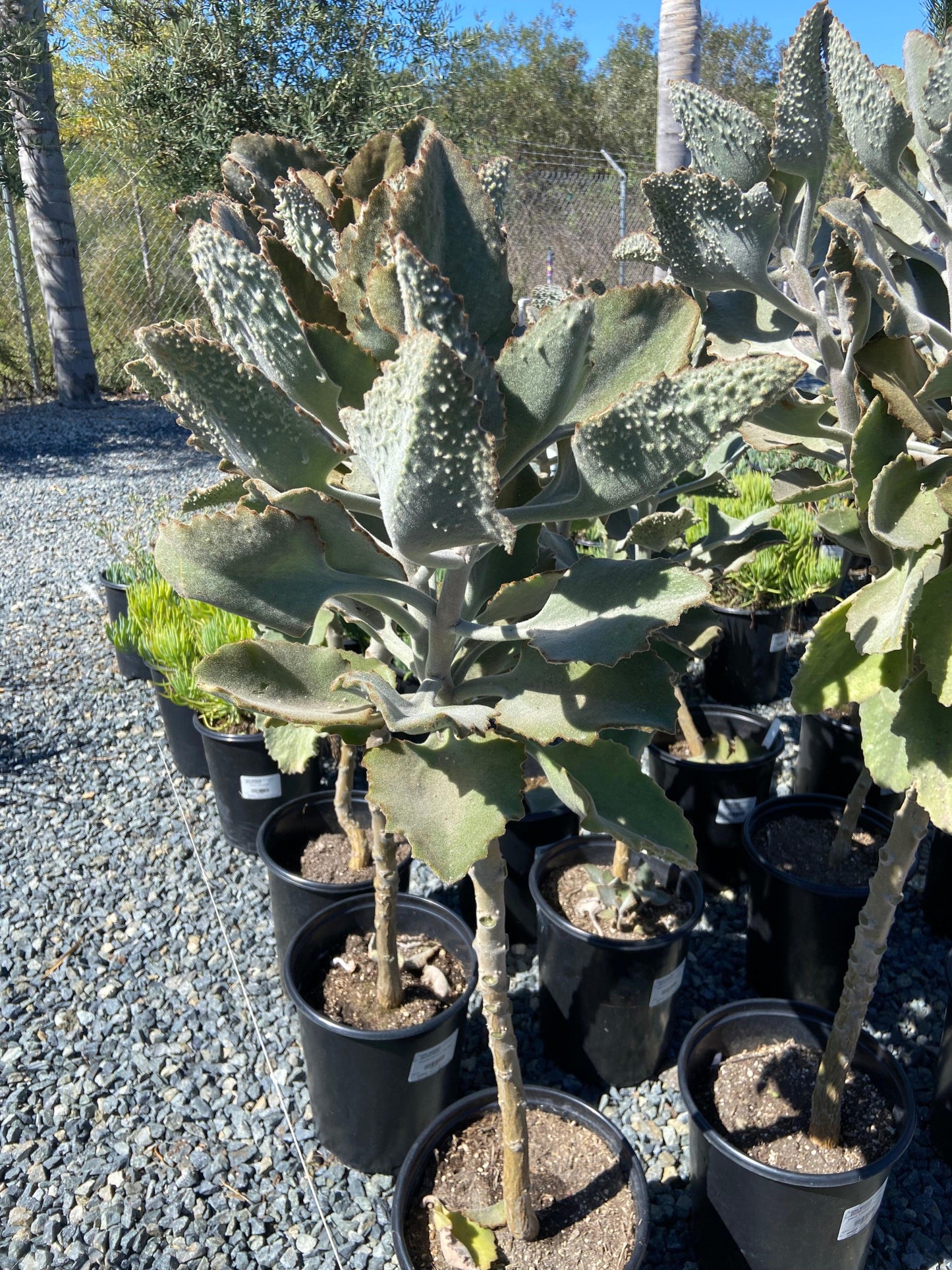 Kalanchoe beharensis (Felt Plant)