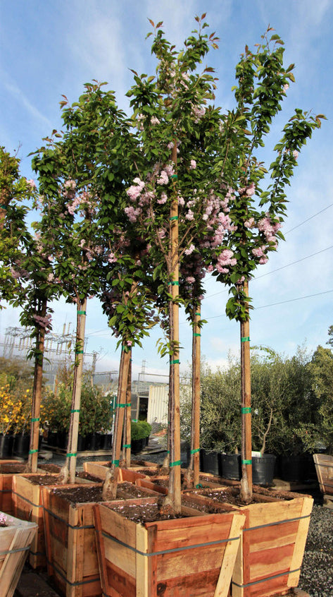 Kwanzan Cherry Tree
