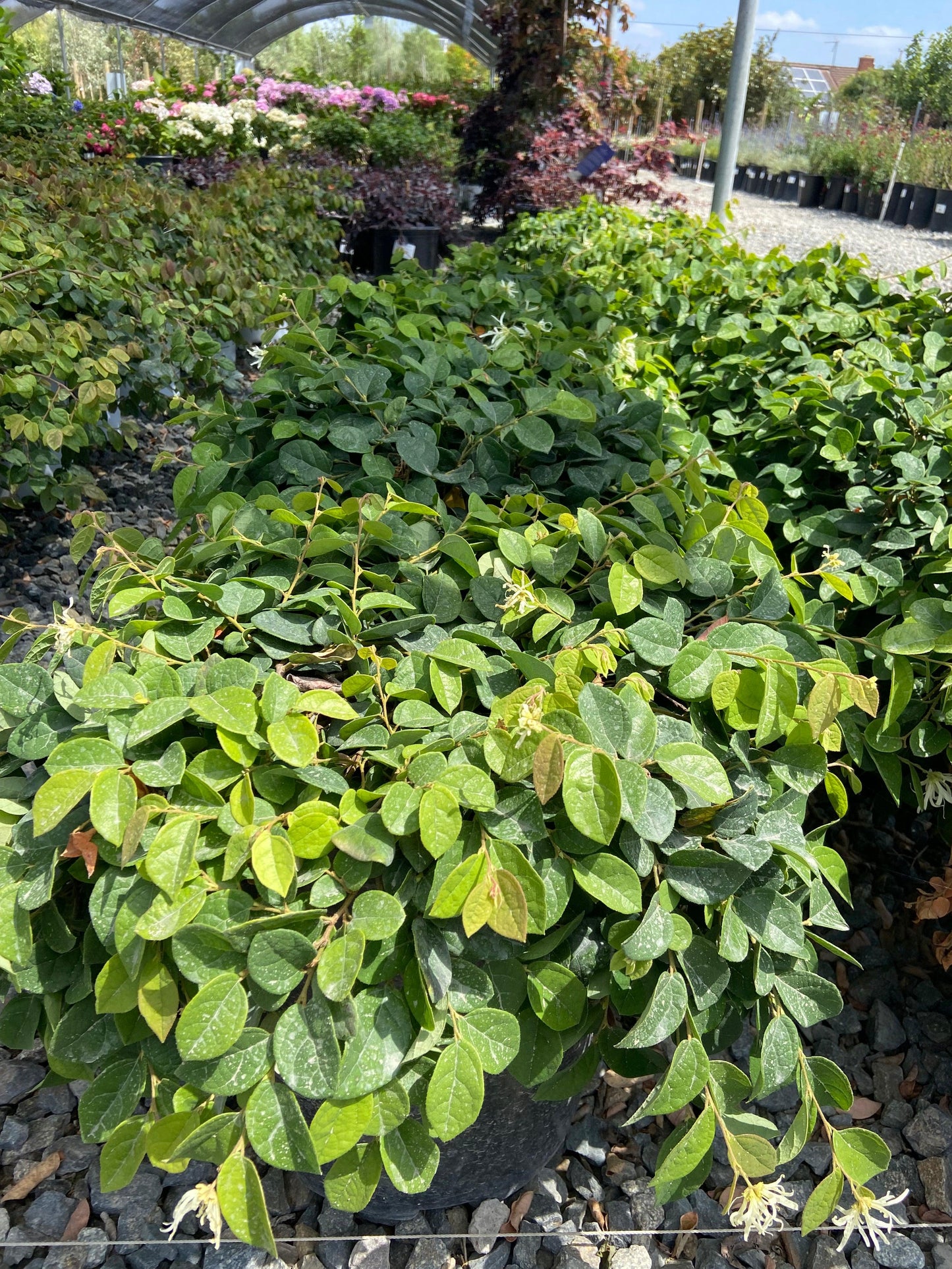 Emerald Snow Fringeflower - Loropetalum Chinense Emerald Snow - Pulled Nursery