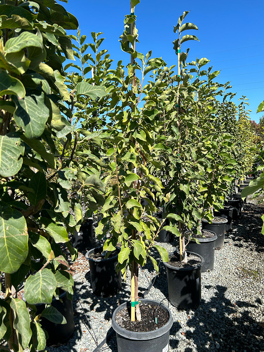 Galaxy Magnolia Tree For Sale