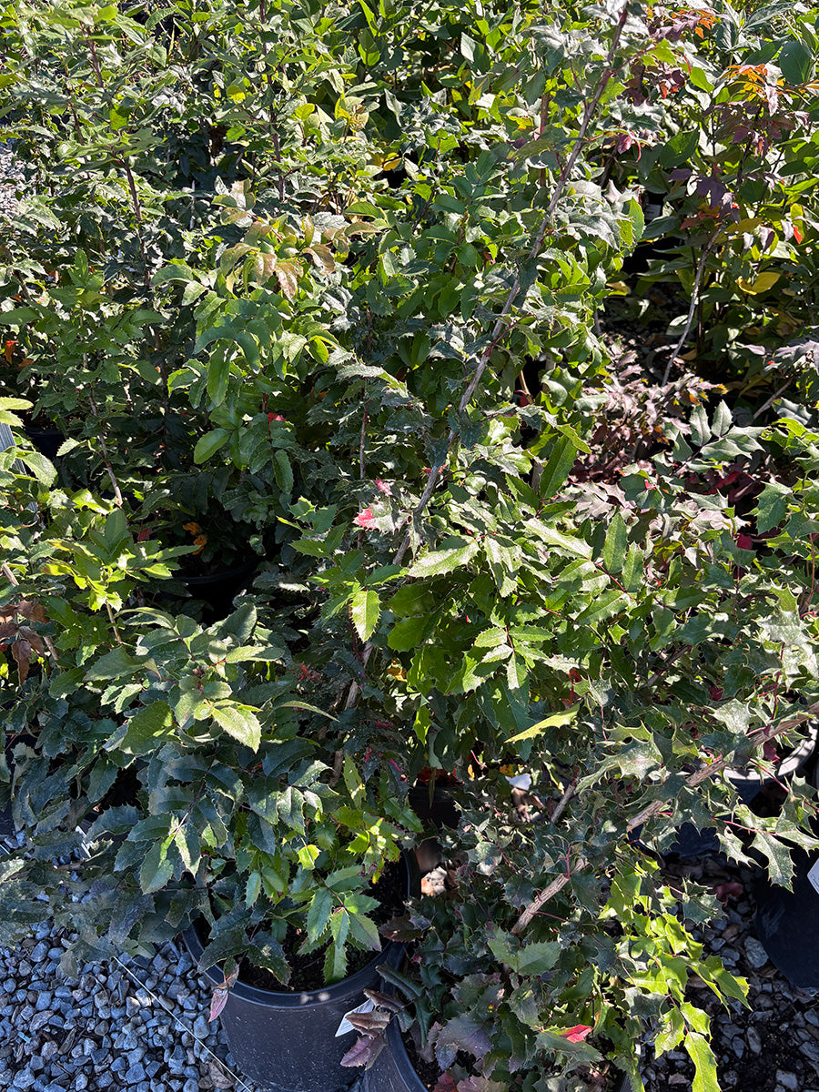Mahonia Repens (Creeping Oregon Grape)
