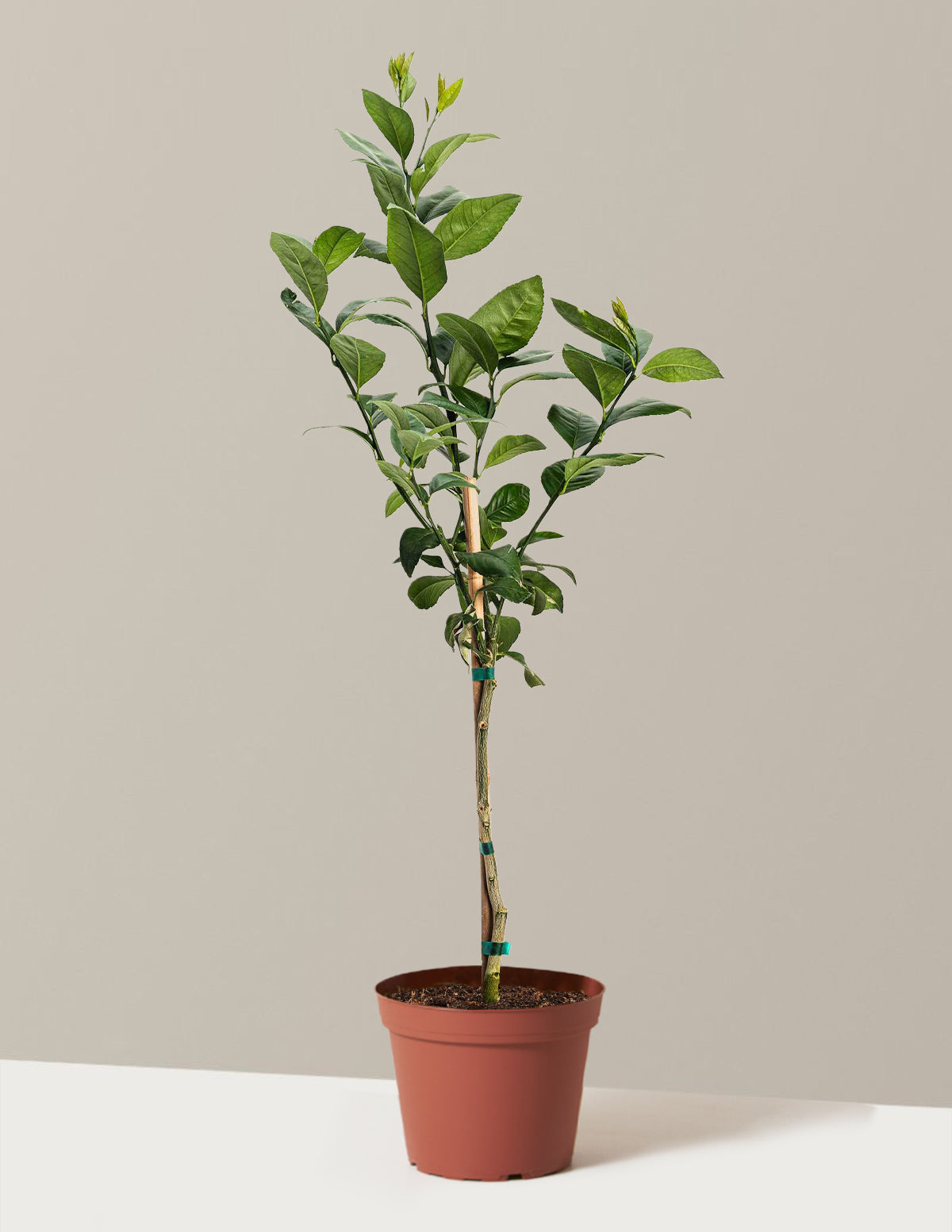 Lemon Trees For Sale | Buy Lemon Trees | Yardwork Nursery