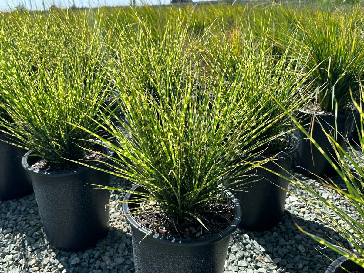 Gold Bar Japanese Silver Grass - Miscanthus × giganteus 'Gold Bar'