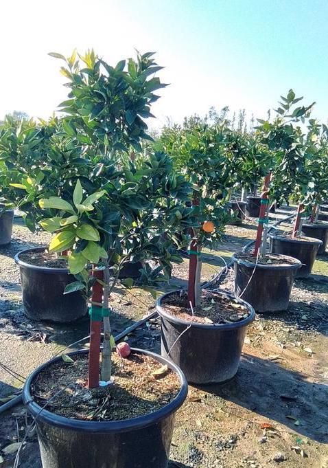Moro Blood Orange Tree