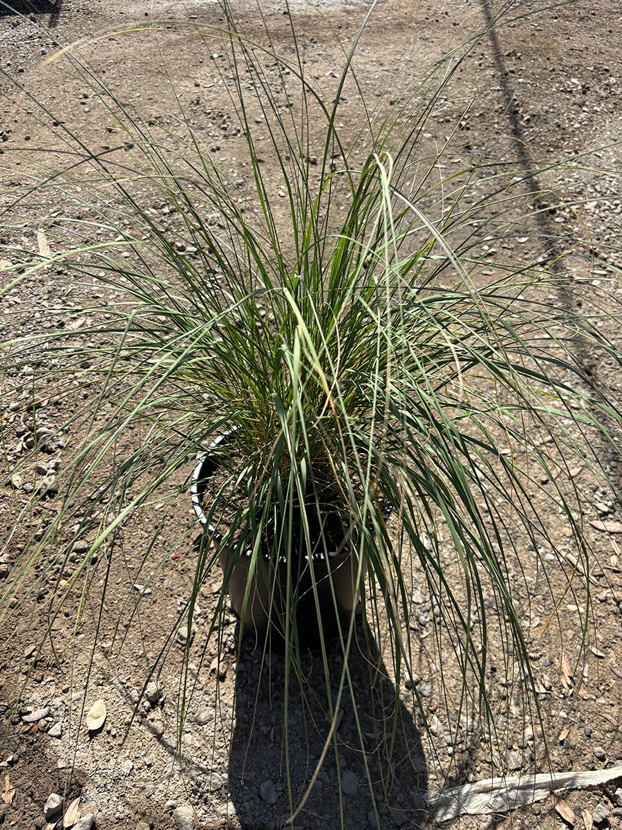 Deer Grass (Muhlenbergia rigens)