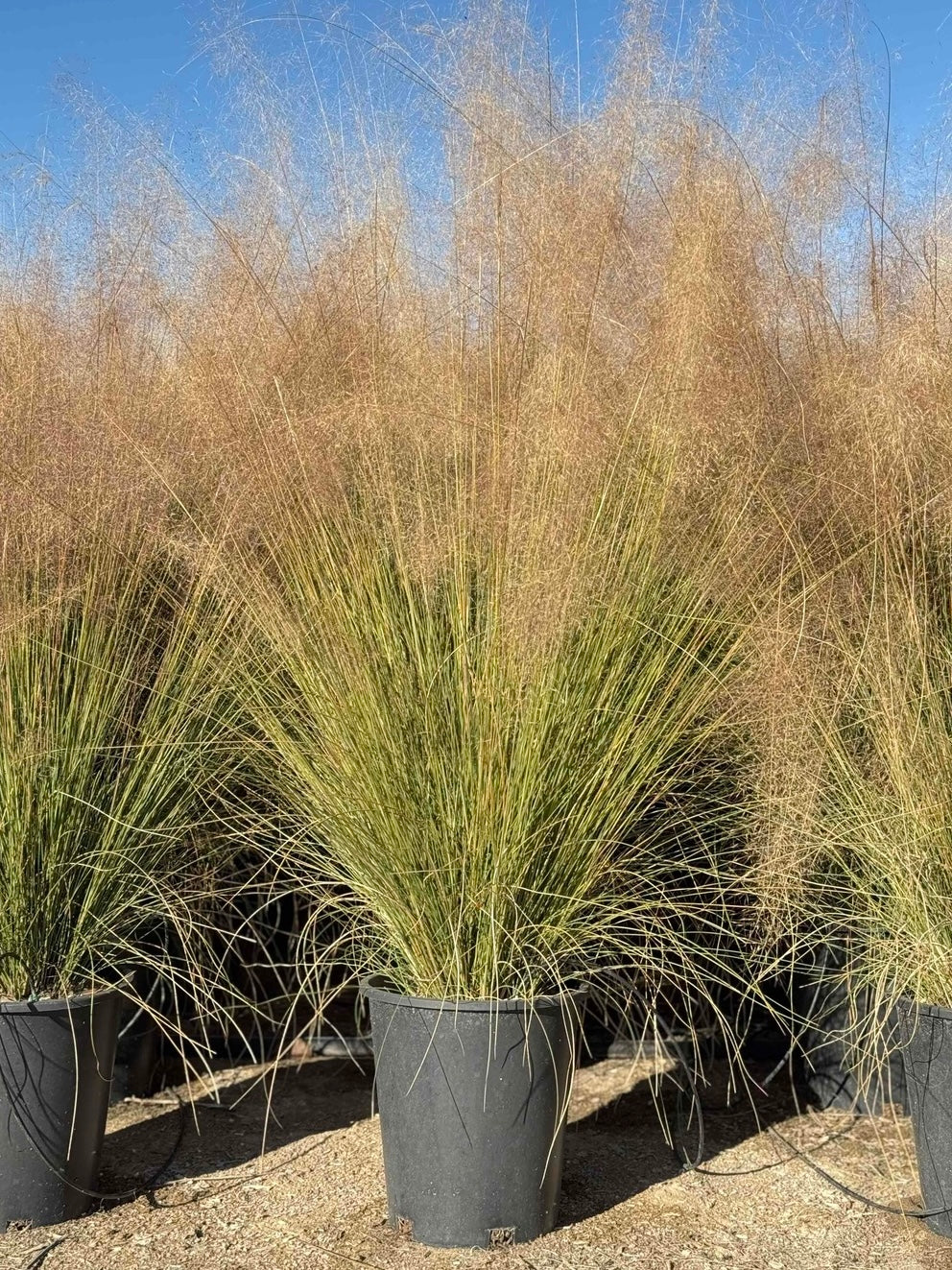 muhly grass
