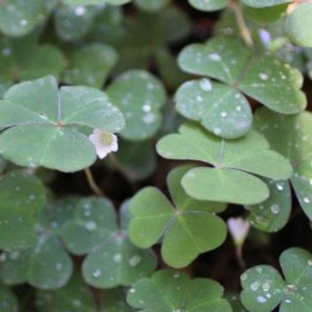 Oregon Wood Sorrel - Oxalis Oregana