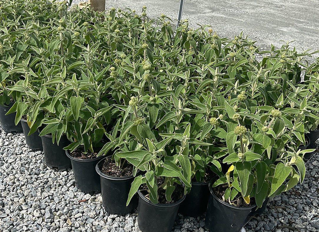 Phlomis Fruticosa (Jerusalem Sage)