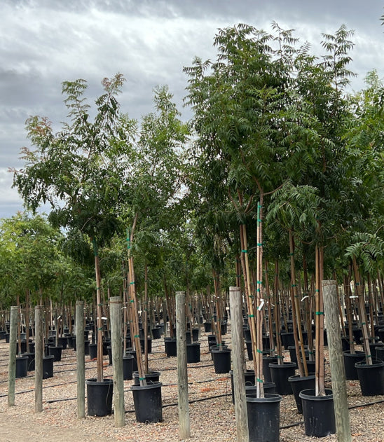 Chinese Pistache Tree For Sale - Pistacia chinensis