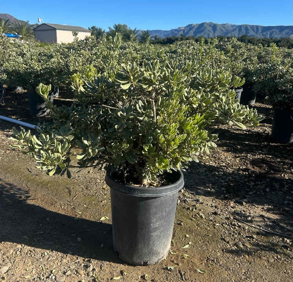 Variegated Pittosporum
