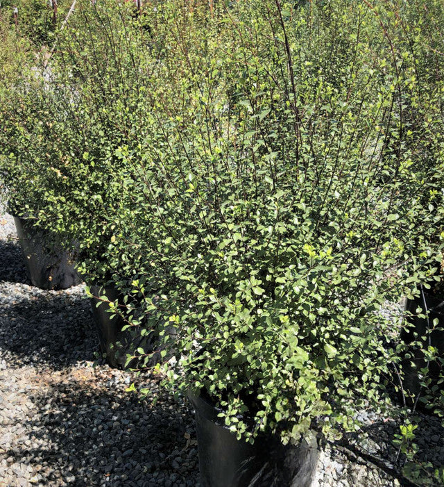 Pittosporum Silver Sheen - Yardwork Nursery