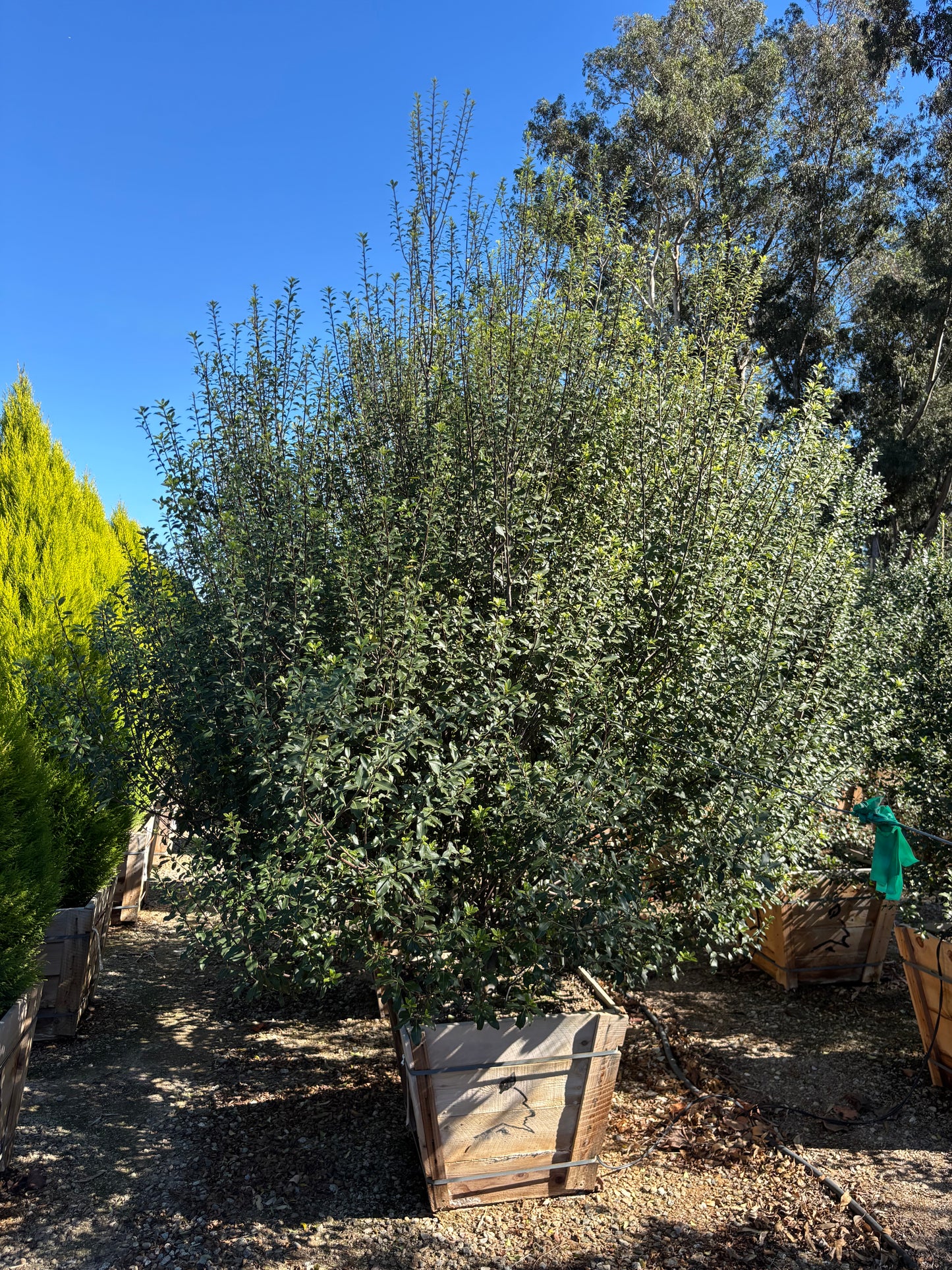 Pittosporum Tenuifolium (Kohuhu)