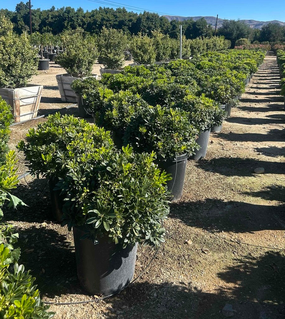 Dwarf Pittosporum