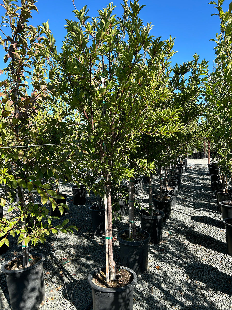 Plum Tree For Sale