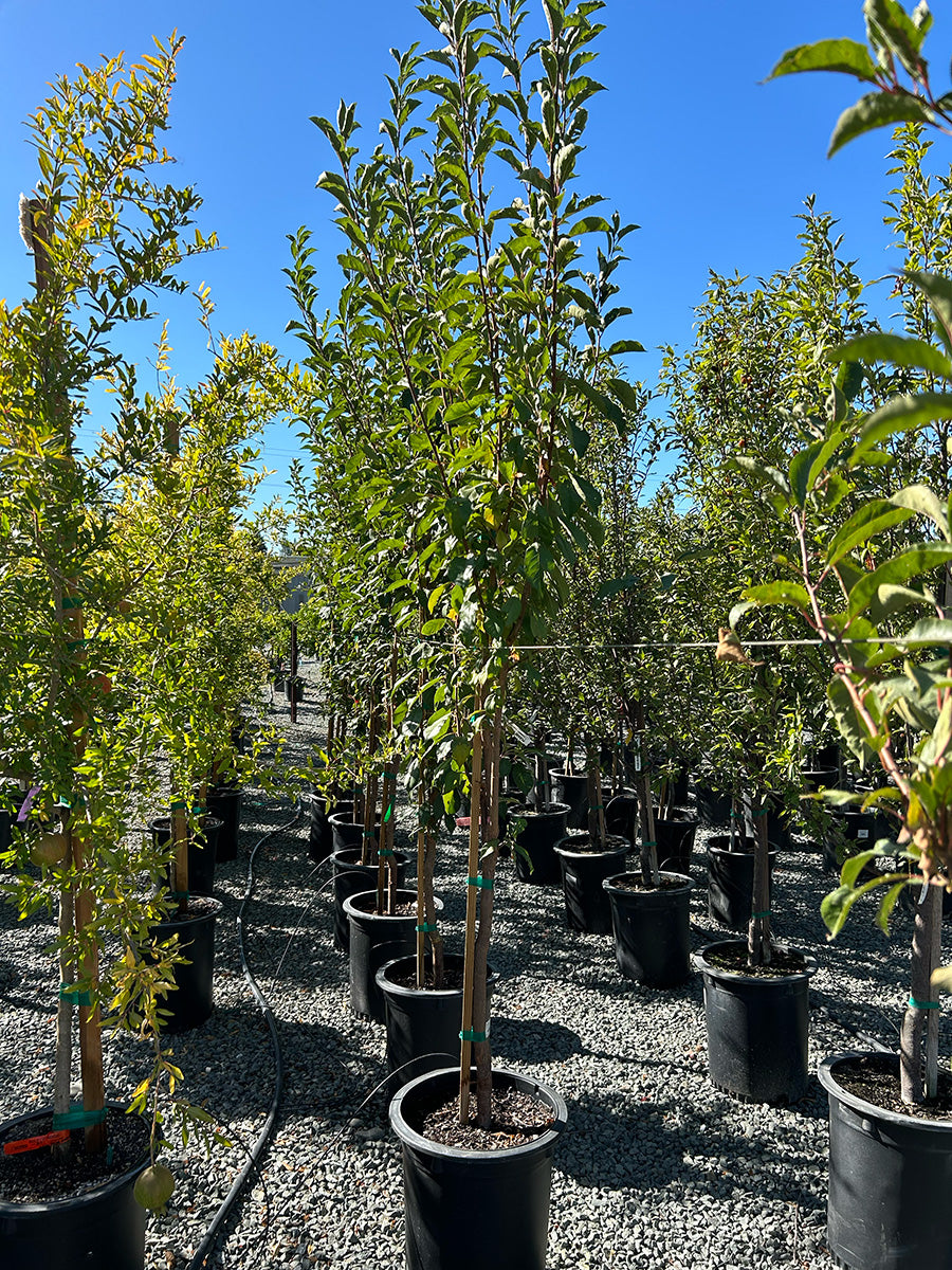 Pluot Tree
