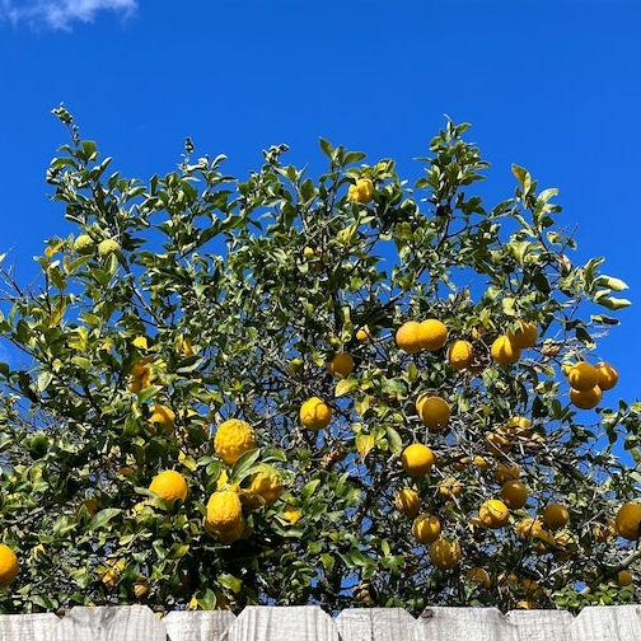 Lemon Trees For Sale | Buy Lemon Trees | Yardwork Nursery