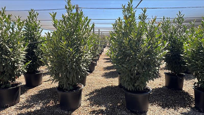 Skip Laurel - Prunus laurocerasus Schipkaensis