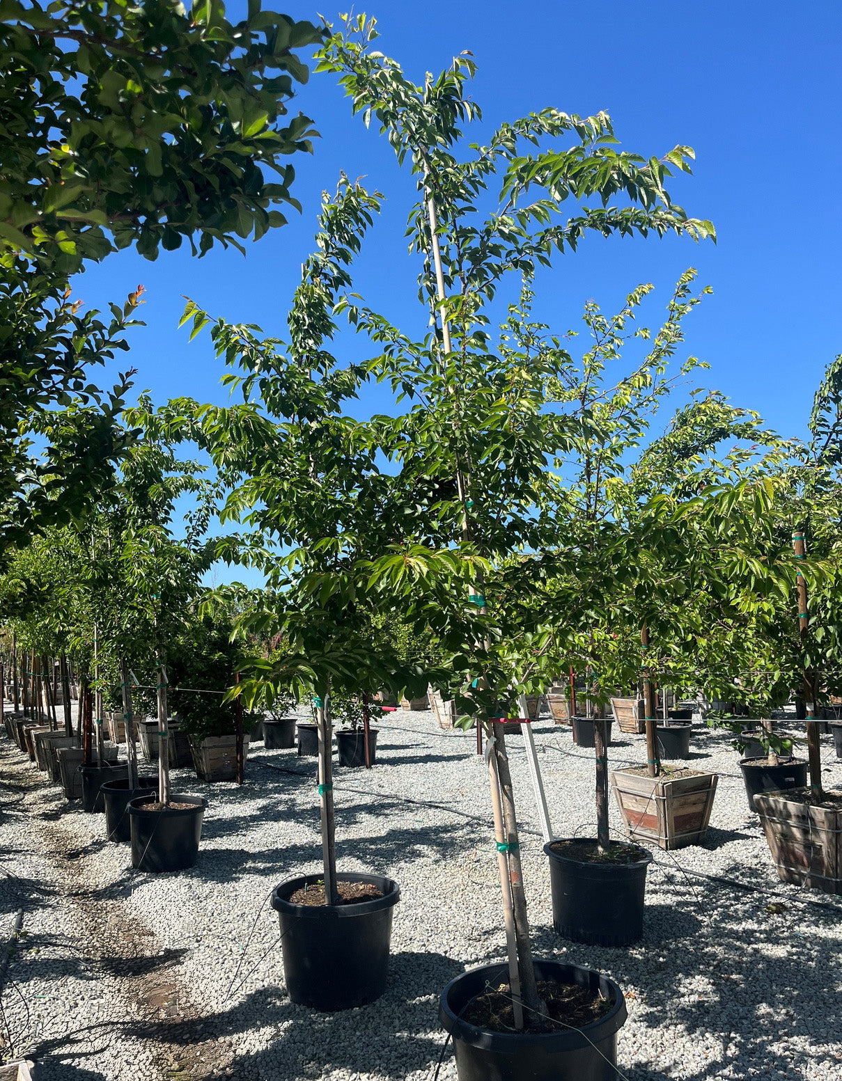 Akebono Cherry Tree