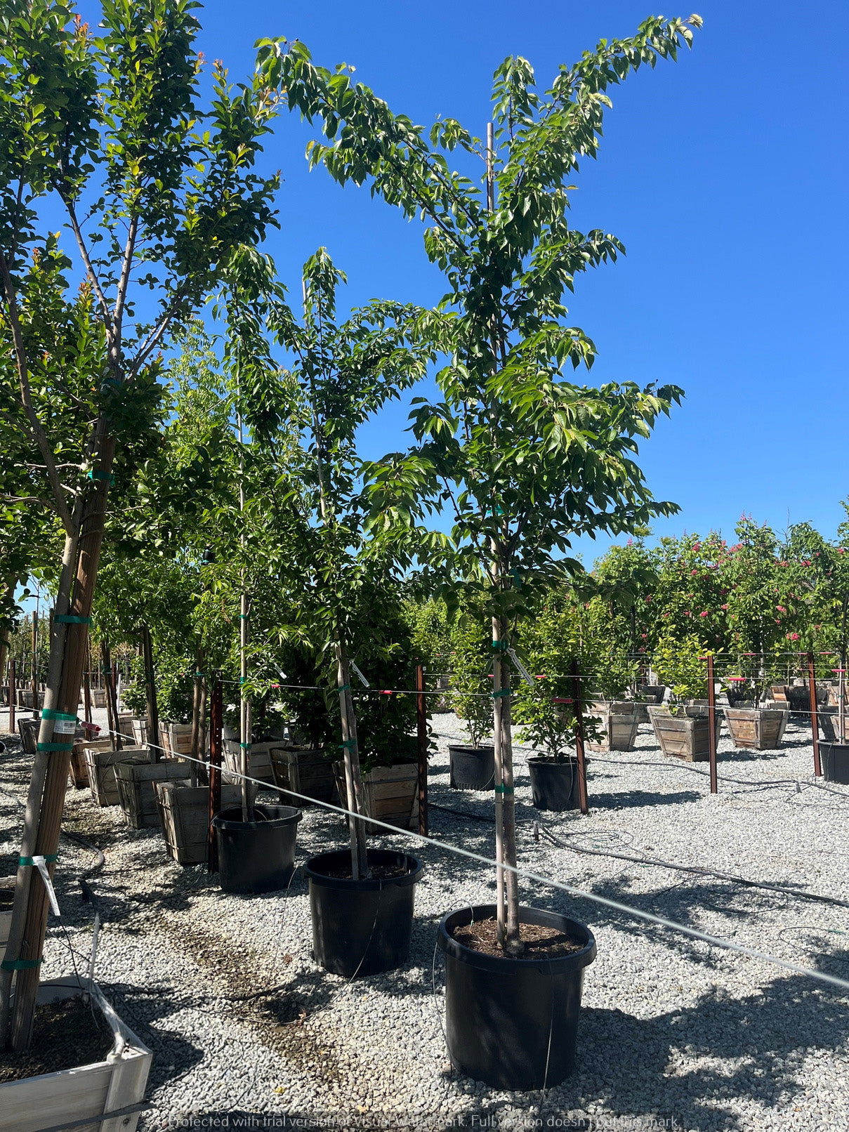 Yoshino Cherry Tree For Sale