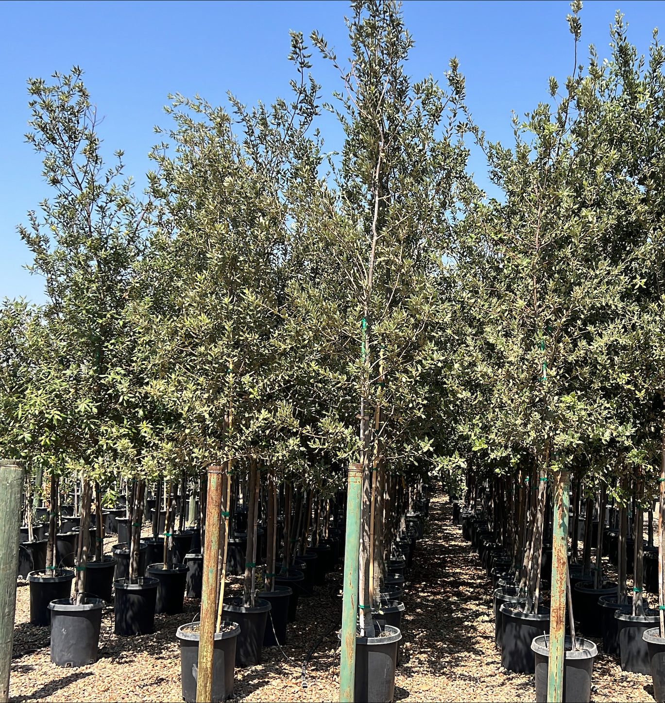 Quercus Ilex Holm Oak