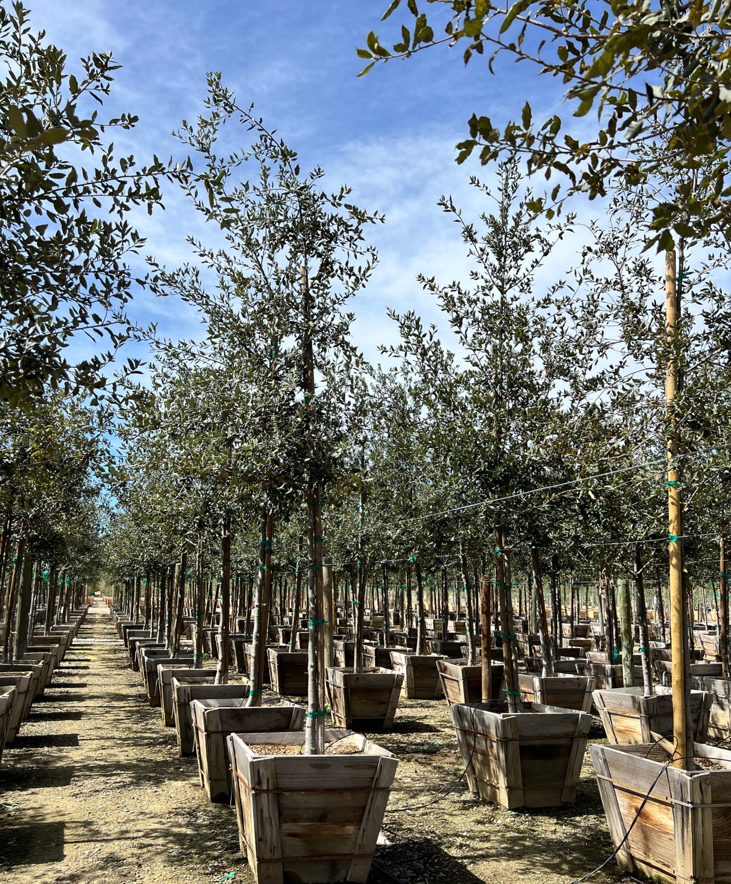 Quercus Ilex - Evergreen Holm Oak