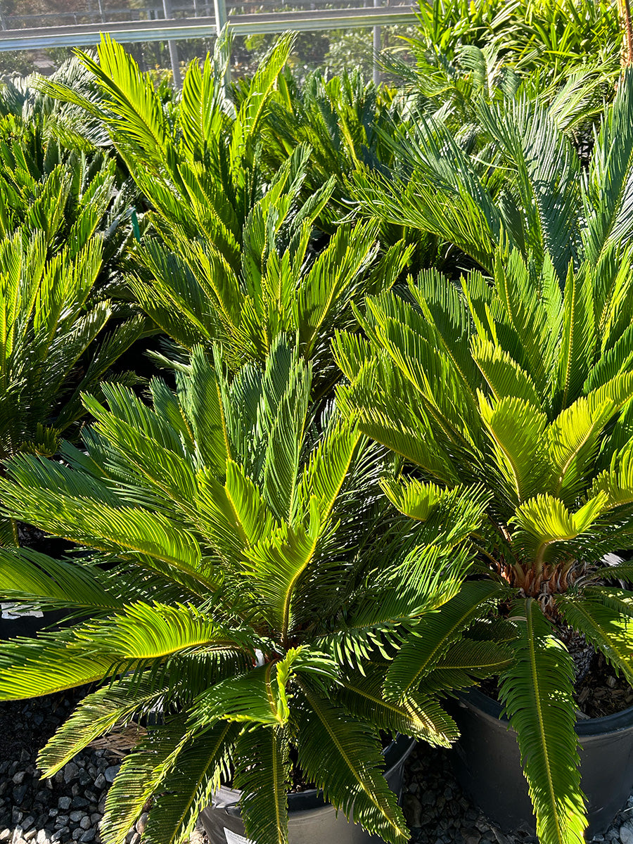 Cycas Revoluta
