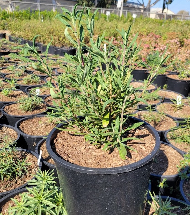 Black Sage - Salvia Mellifera